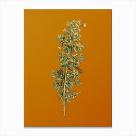 Vintage Kraal Honey Thorn Botanical on Sunset Orange n.0705 Canvas Print