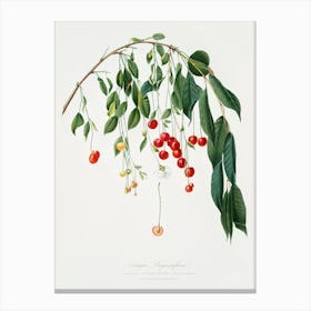 Visciola Cherries (Cerasus Visciola) From Pomona Italiana (1817 1839), Giorgio Gallesio Canvas Print