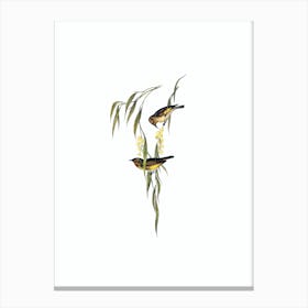 Vintage Red Throated Honeyeater Bird Illustration on Pure White n.0236 Canvas Print