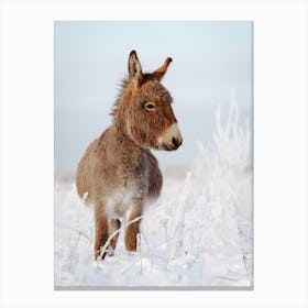 Winter Morning Donkey Canvas Print