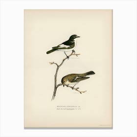 Pied Flycatcher, The Von Wright Brothers 1 Canvas Print