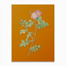Vintage Pink Sweetbriar Roses Botanical on Sunset Orange n.0596 Canvas Print