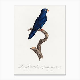 The Sparman Parakeet (Cyanoramphus Novaezelandiae) From Natural History Of Parrots, Francois Levaillant Canvas Print