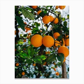 Amalfi Coast Oranges Iii Canvas Print