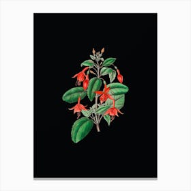 Vintage Standish's Fuchsia Flower Branch Botanical Illustration on Solid Black n.0736 Canvas Print