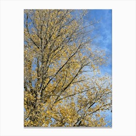 Autumn Tree — Stock Photo Canvas Print