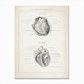 Vintage Brockhaus 3 Anatomie Herz Canvas Print