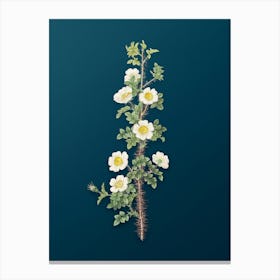 Vintage Scotch Rose Bloom Botanical Art on Teal Blue n.0276 Canvas Print