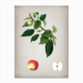 Vintage Apple Botanical on Parchment n.0450 Canvas Print