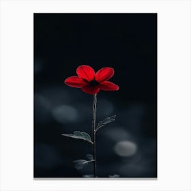 Single Red Flower 5 Canvas Print