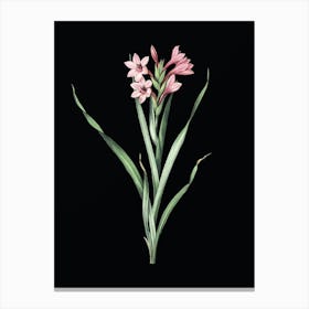 Vintage Sword Lily Botanical Illustration on Solid Black n.0367 Canvas Print
