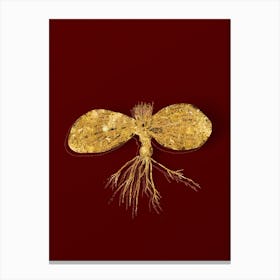 Vintage Massonia Pustulata Botanical in Gold on Red Canvas Print