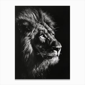 Barbary Lion Charcoal Drawing Night Hunt 4 Canvas Print