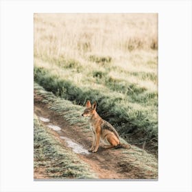 Coyote In Field Canvas Print