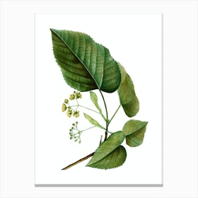 Vintage Linden Tree Branch Botanical Illustration on Pure White n.0049 Canvas Print
