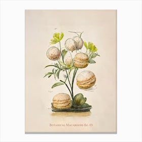 Vintage Botanical Macaroons 03 Canvas Print
