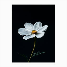 White Cosmos Flower 5 Canvas Print