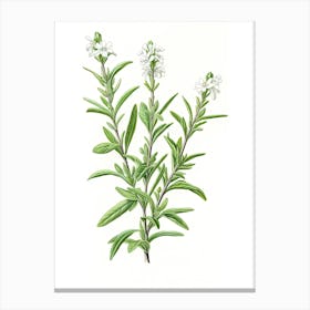 Wingter Savory Vintage Botanical Herbs 3 Canvas Print