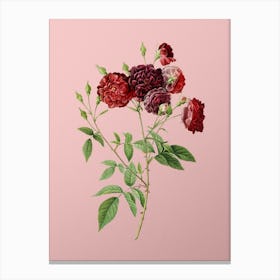 Vintage Ternaux Rose Bloom Botanical on Soft Pink Canvas Print