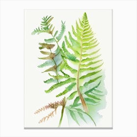 Sensitive Fern Wildflower Watercolour 1 Canvas Print