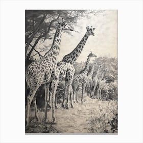 Pencil Portrait Herd Of Giraffes In The Wild  2 Canvas Print