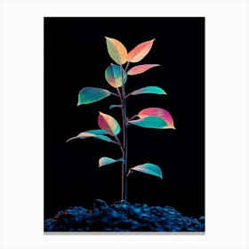 Plant On Black Background 1 Canvas Print