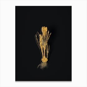 Vintage Spring Crocus Botanical in Gold on Black n.0411 Canvas Print