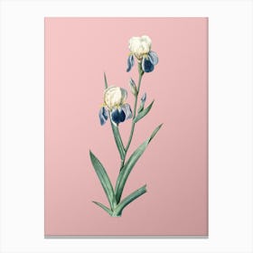 Vintage Elder Scented Iris Botanical on Soft Pink n.0532 Canvas Print