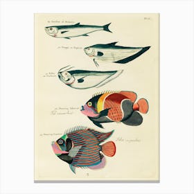 Colourful And Surreal Illustrations Of Fishes Found In Moluccas (Indonesia) And The East Indies, Louis Renard(24) Canvas Print