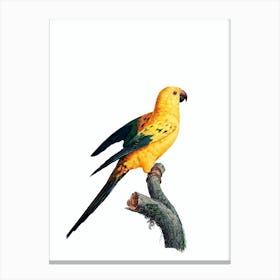 Vintage Sun Parakeet Bird Illustration on Pure White Canvas Print
