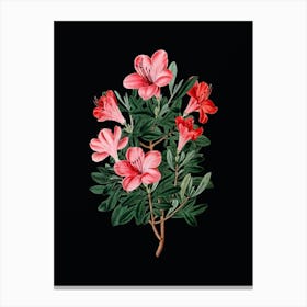 Vintage Brick Red Chinese Azalea Flower Botanical Illustration on Solid Black n.0897 Canvas Print