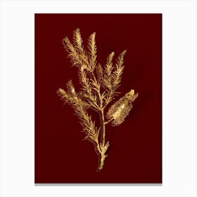 Vintage Swamp Paperbark Branch Botanical in Gold on Red n.0156 Canvas Print