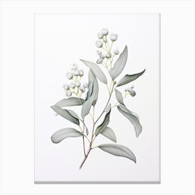 Eucalyptus Vintage Botanical Herbs 2 Canvas Print