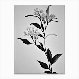 Jasmine B&W Pencil 1 Flower Canvas Print