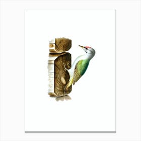 Vintage Grey Headed Woodpecker Bird Illustration on Pure White Canvas Print