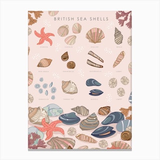 British Sea Shells Canvas Print