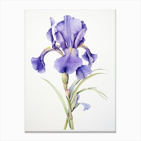Irises Flower Vintage Botanical 1 Canvas Print