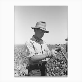 Untitled Photo, Possibly Related To Nyssa, Oregon, Fsa (Farm Security Administration) Mobile Camp Canvas Print