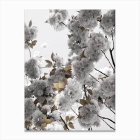 White Spring Blossoms Canvas Print