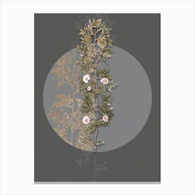 Vintage Botanical Cuspidate Rose on Circle Gray on Gray n.0237 Canvas Print