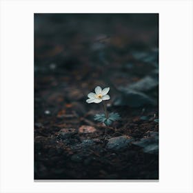 Single Flower 40 Canvas Print