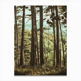 Walk In The Woods Canvas Print