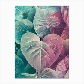 Heart Shaped Leaves 1 Canvas Print