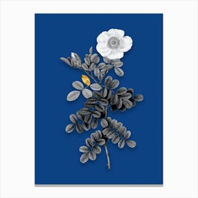 Vintage Macartney Rose Black and White Gold Leaf Floral Art on Midnight Blue n.1064 Canvas Print