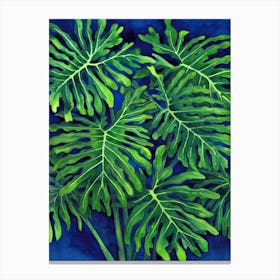 Philodendron Xanadu 1 Canvas Print
