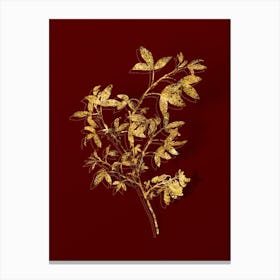Vintage Stinking Bean Trefoil Botanical in Gold on Red n.0092 Canvas Print