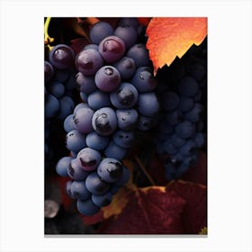 Black Grapes 1 Canvas Print