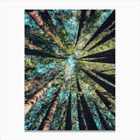 Redwood Forest Canvas Print