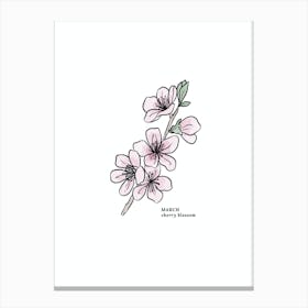 March Cherry Blossom Birth Flower Canvas Print