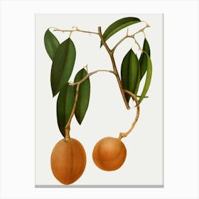 Lychee Fruit Canvas Print